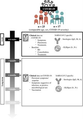 Acute and long-term immune responses to SARS-CoV-2 infection in unvaccinated children and young adults with inborn errors of immunity